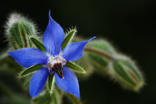 Blüte Blau Test.jpg