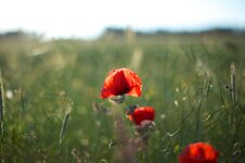 IMG_1854.jpg