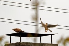 IMG_2418.jpg