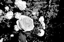 Rosen 20140605_1 SW.jpg