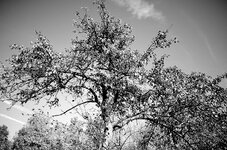 Apfelbaum im Herbst 20131019 SW.jpg