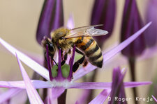 Biene_auf_Allium-aflatunense.jpg