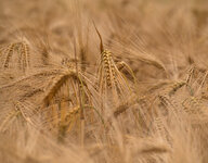 P6190724-1.JPG