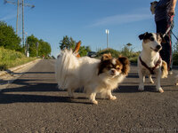 P6060455-7_1600px.jpg