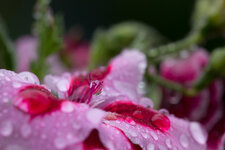 pelargonie2.jpg