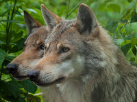 Wolf-2.jpg