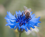 _IGP3086_dslr_crop.jpg
