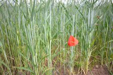 Mohnblume 20140601_1_kl.jpg