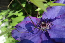 Blaue Clematis.JPG