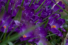 Krokusse  496.jpg