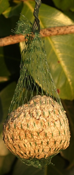 a4257663_crop2.png