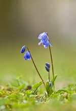 comp_IMGP6154rba.jpg comp_IMGP6154rba.jpg