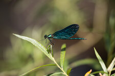 IMG_0239.jpg