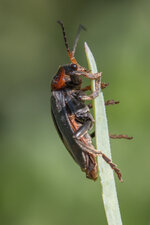 IMG_4765.jpg
