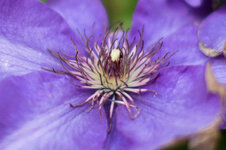 5b8a7513_crp100.jpg