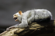 140517_Zoo_Krefeld-14.jpg 140517_Zoo_Krefeld-14.jpg