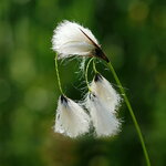 P1050137bb.jpg