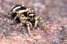 Zebraspringspinne--20140619-0754.jpg