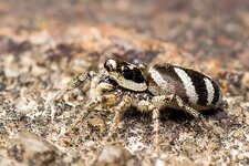 Zebraspringspinne--20140619-0744.jpg