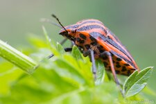 comp_Streifenwanze - 20140601 - 4 - LR4.jpg