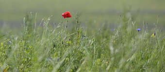 mohn_59_5.6.2014.jpg