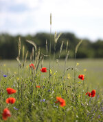 mohn_65_5.6.2014.jpg
