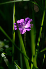 DSC_5393_DxO.jpg