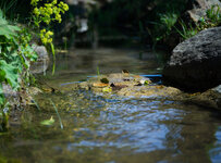 wasser0-dslr.jpg