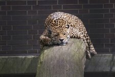 28.06.14 Zoo Berlin049.jpg