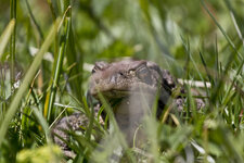 Kröte im Gras.jpg