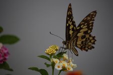 IMG_0076.jpg