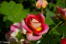 Bild_0002.jpg