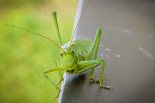 HF6_9435-5.jpg