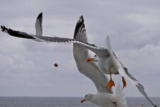Möwe01.jpg
