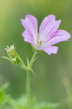 116_Zeiss Apo Sonnar T- 2-135 ZE_15. Juni 2014_AR6P9248.jpg