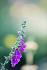 038_EF400mm f-2.8L IS II USM_15. Juni 2014_AR6P9126.jpg