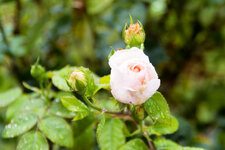 Rose_16-50.jpg