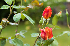 Rosen_16-50.jpg