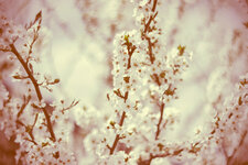 IMG_1695_forum.jpg