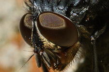 DSC_1819-2.JPG