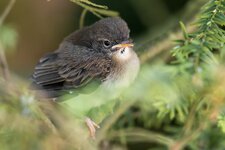 compIMG_3876.jpg