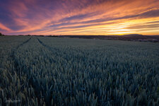 IMG_8873-B-4.jpg IMG_8873-B-4.jpg