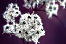 comp_Clematis_vitalba.jpg
