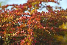 comp_Berberis.jpg