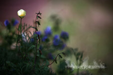 5D_135L.jpg