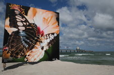 Schmetterling am Strand.JPG