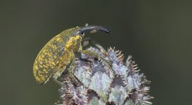 O6268464 Rüssler cr2_n2_a_.JPG