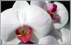 Orchidee.jpg