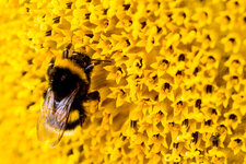 sonnenblume.jpg