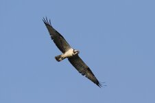 Osprey.jpg